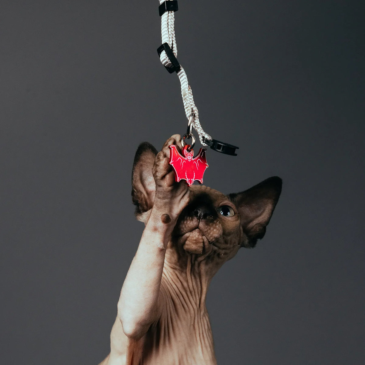 PET TAG - Hard Jewelry™